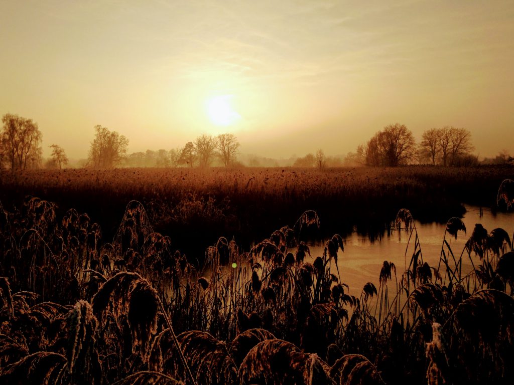 Natuurgebied de Platwijers in de winter