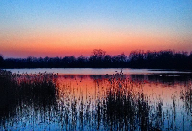 Platwijers Zonhoven Limburg