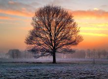 Winter in Zonhoven