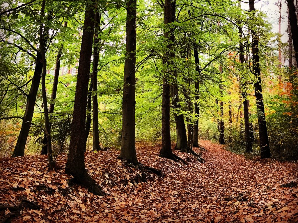 Loslaten in de herfst